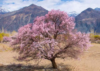 Chasing Spring in Ladakh