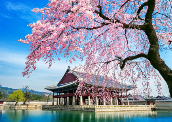 South Korea in Springtime South Korea in Springtime