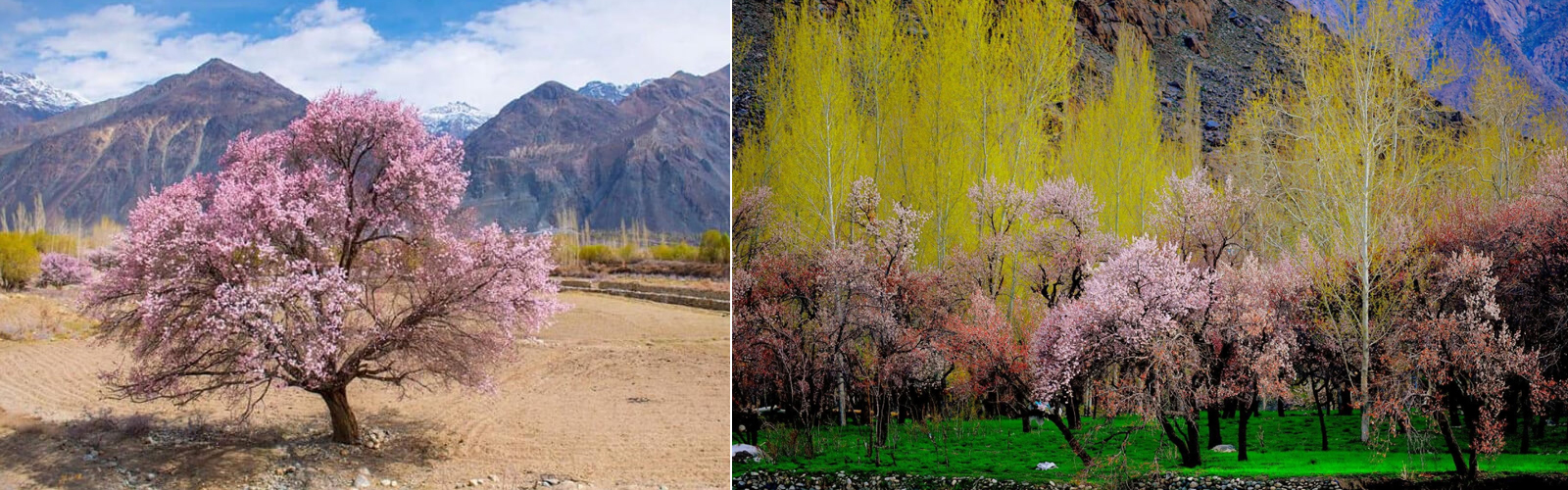 Chasing Spring in Ladakh Chasing Spring in Ladakh