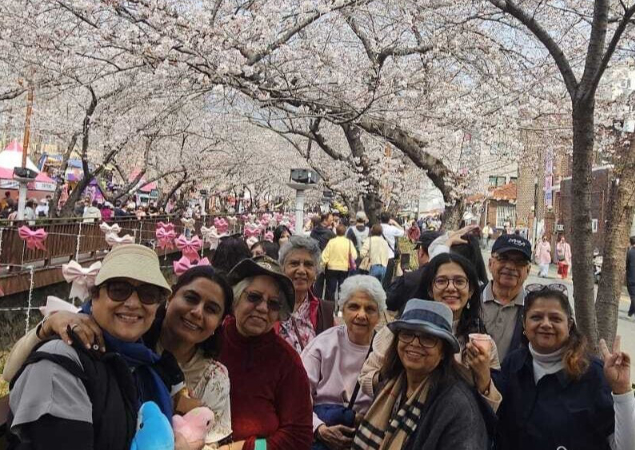 South Korea - A Curated Cherry Blossom Escape