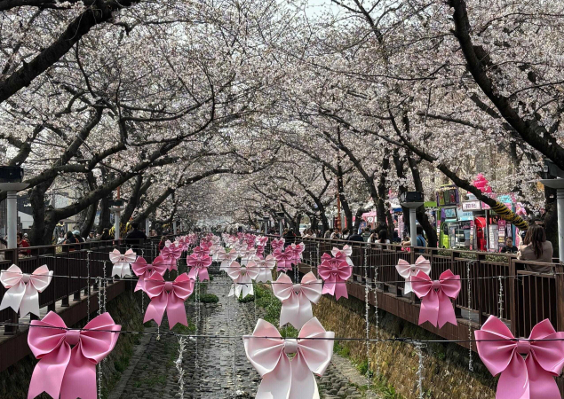 South Korea - A Curated Cherry Blossom Escape