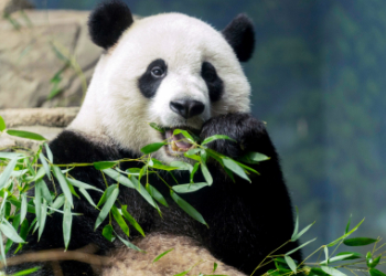 China Small Group Tours